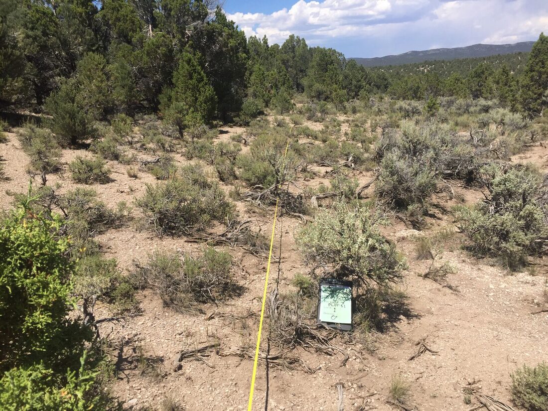 LPI transect data for GBI in Ely, NV