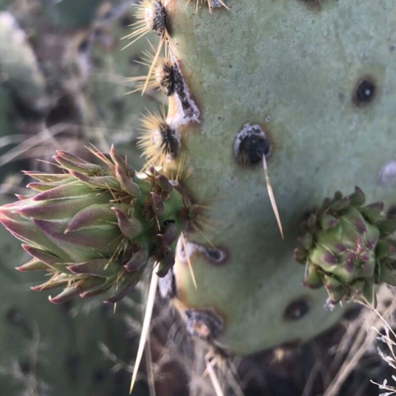 Desert / rangeland plant, Arizona fieldwork