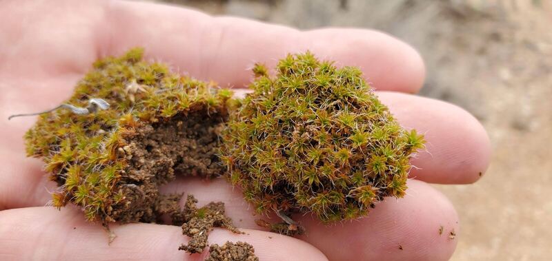 Desert / rangeland plant, Arizona fieldwork