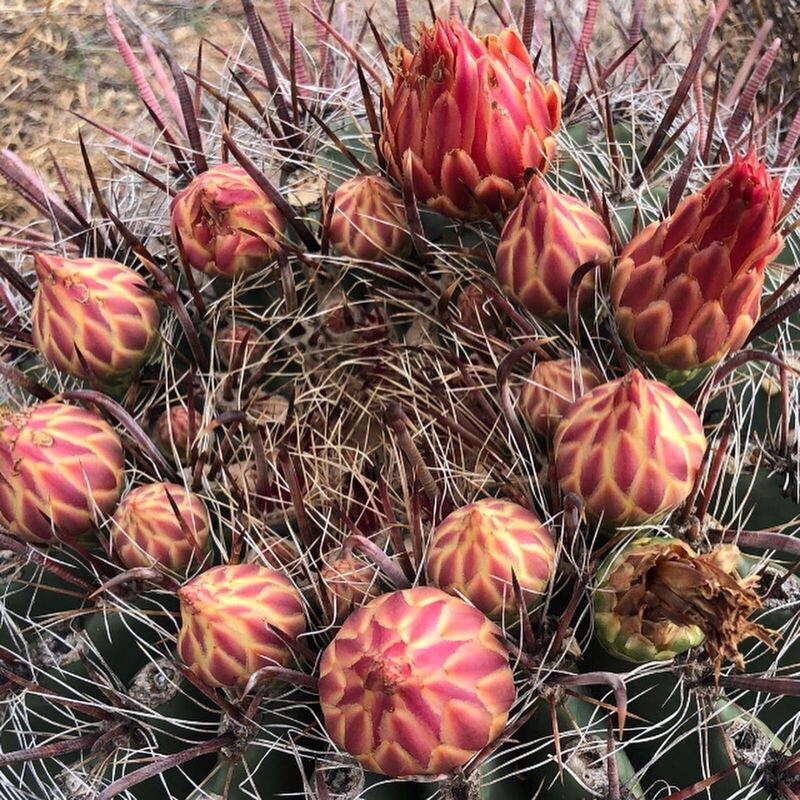 Desert / rangeland plant, Arizona fieldwork