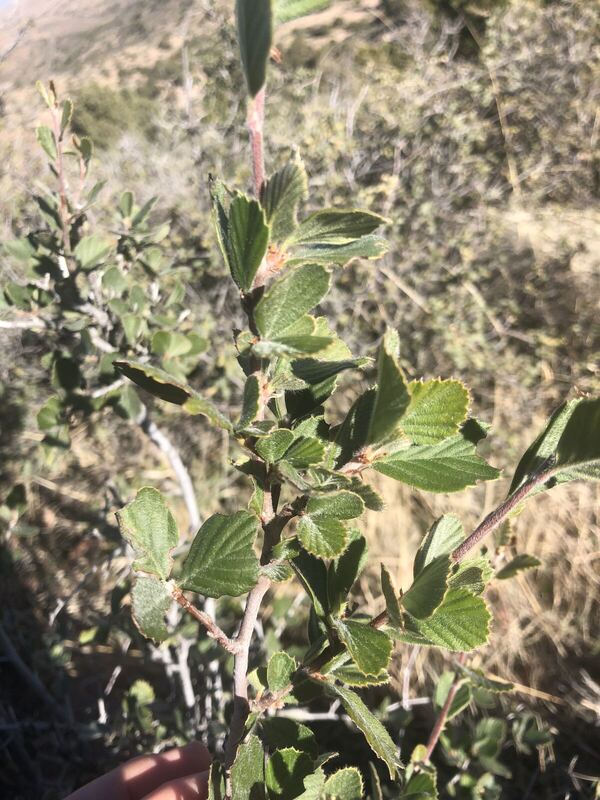 Desert / rangeland plant, Arizona fieldwork