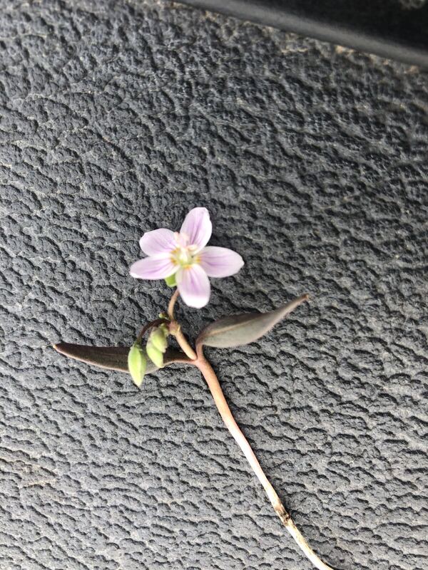 Desert / rangeland plant, Arizona fieldwork