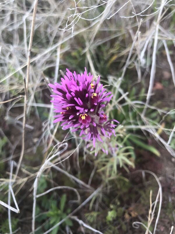 Desert / rangeland plant, Arizona fieldwork
