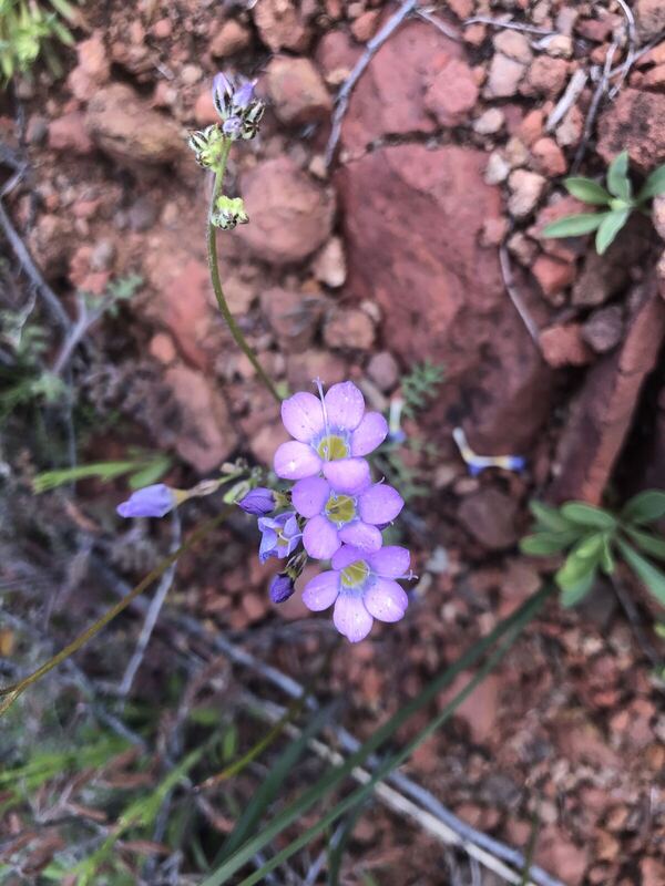 Desert / rangeland plant, Arizona fieldwork