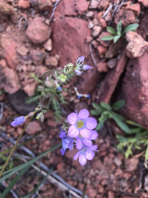 Desert / rangeland plant, Arizona fieldwork