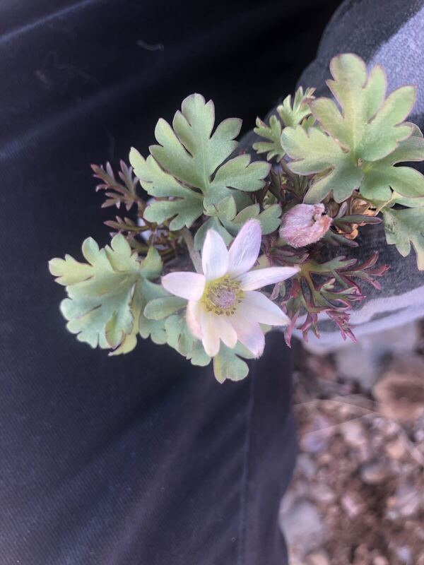 Desert / rangeland plant, Arizona fieldwork