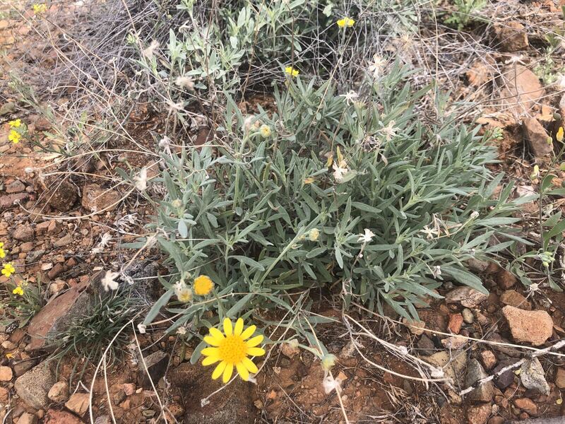 Desert / rangeland plant, Arizona fieldwork