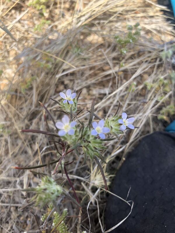 Desert / rangeland plant, Arizona fieldwork