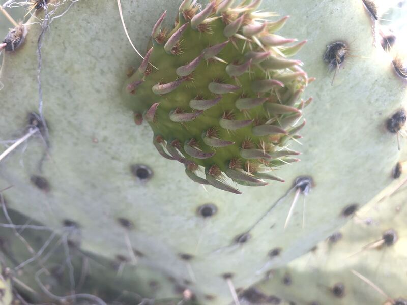 Desert / rangeland plant, Arizona fieldwork