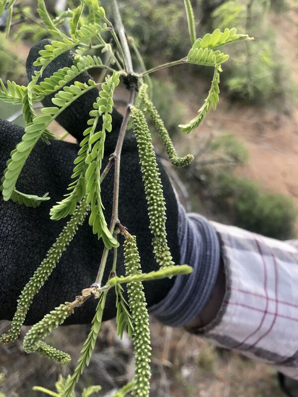 Desert / rangeland plant, Arizona fieldwork