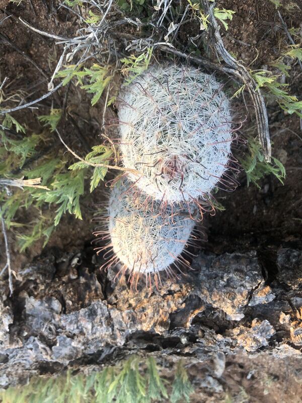 Desert / rangeland plant, Arizona fieldwork