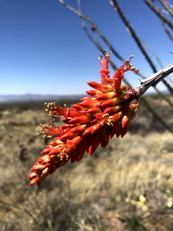 Desert / rangeland plant, Arizona fieldwork