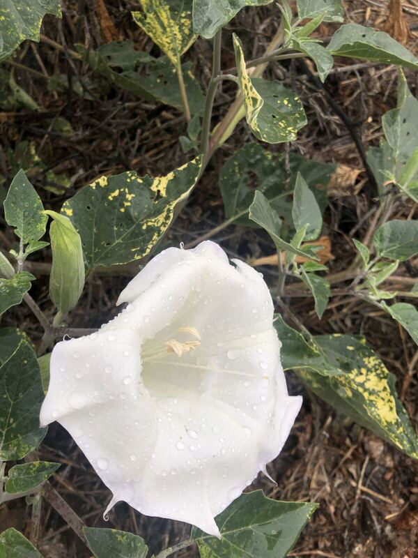 Desert / rangeland plant, Arizona fieldwork