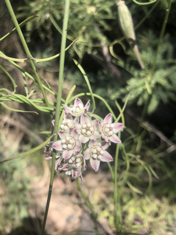 Desert / rangeland plant, Arizona fieldwork