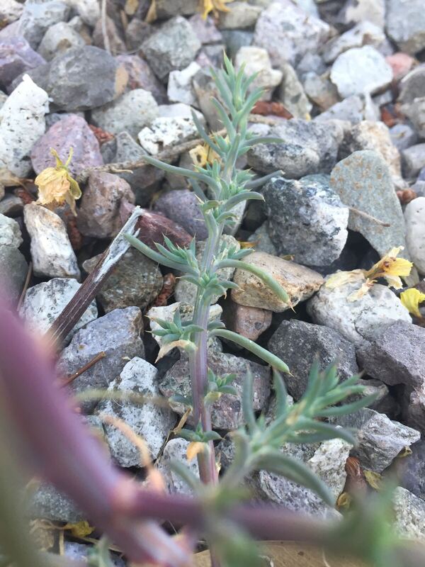 Desert / rangeland plant, Arizona fieldwork