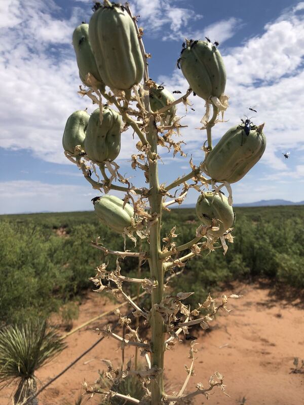 Desert / rangeland plant, Arizona fieldwork