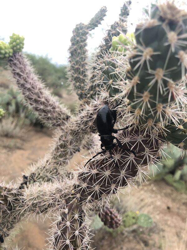 Desert / rangeland plant, Arizona fieldwork