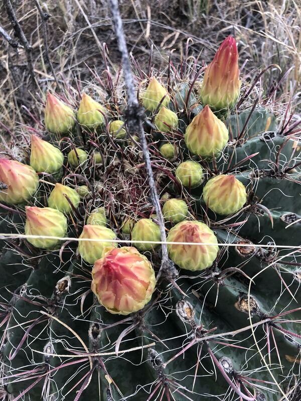Desert / rangeland plant, Arizona fieldwork