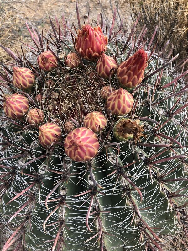 Desert / rangeland plant, Arizona fieldwork