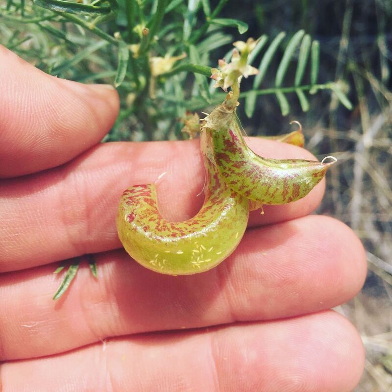 Desert / rangeland plant, Arizona fieldwork