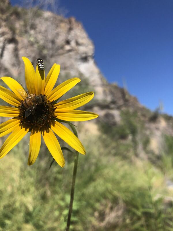 Desert / rangeland plant, Arizona fieldwork