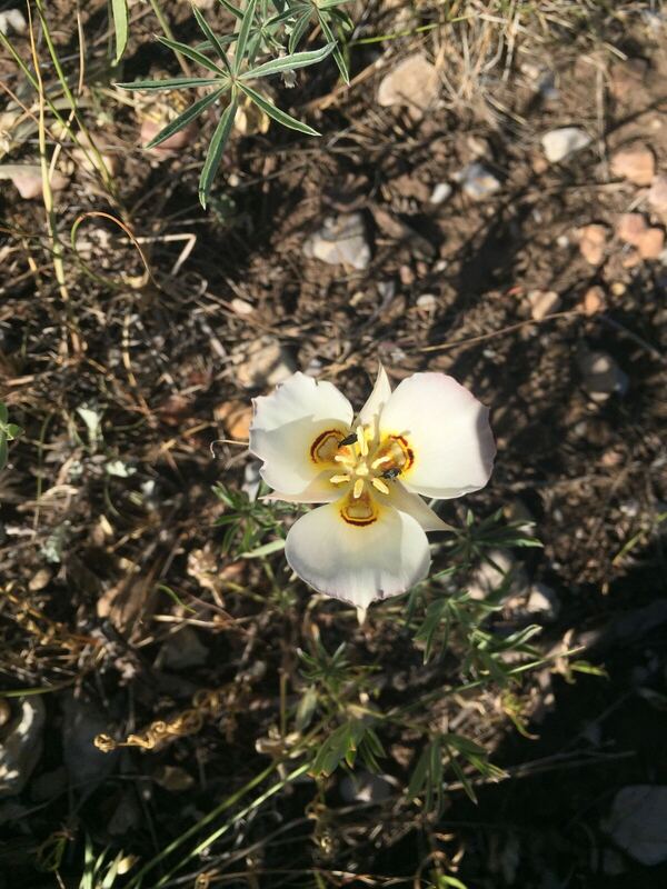 Desert / rangeland plant, Arizona fieldwork