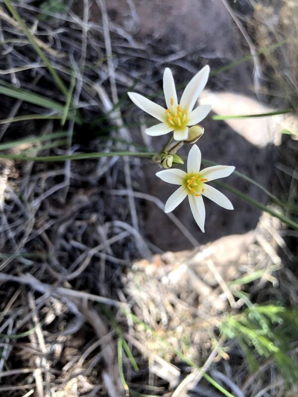 Desert / rangeland plant, Arizona fieldwork