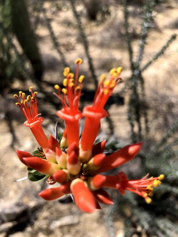 Desert / rangeland plant, Arizona fieldwork