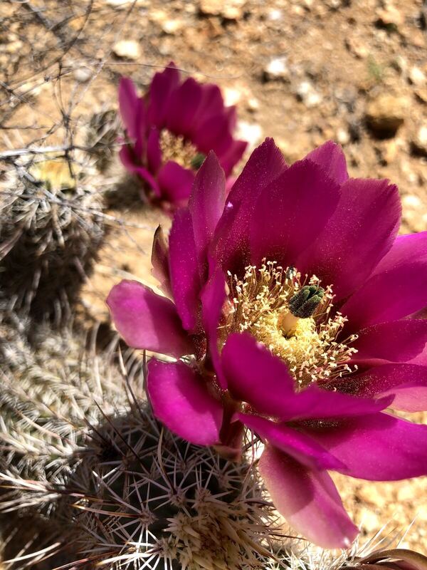 Desert / rangeland plant, Arizona fieldwork