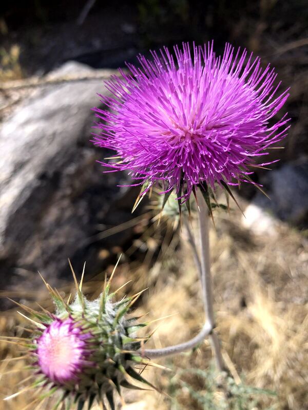 Desert / rangeland plant, Arizona fieldwork