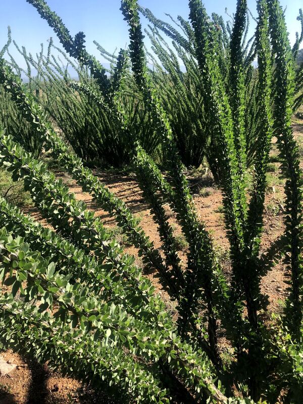 Desert / rangeland plant, Arizona fieldwork