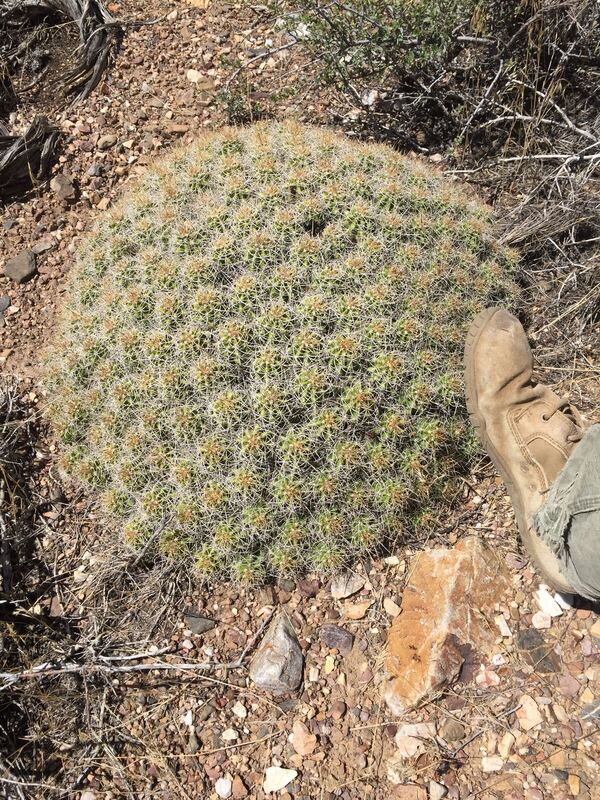Desert / rangeland plant, Arizona fieldwork