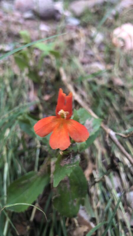 Desert / rangeland plant, Arizona fieldwork
