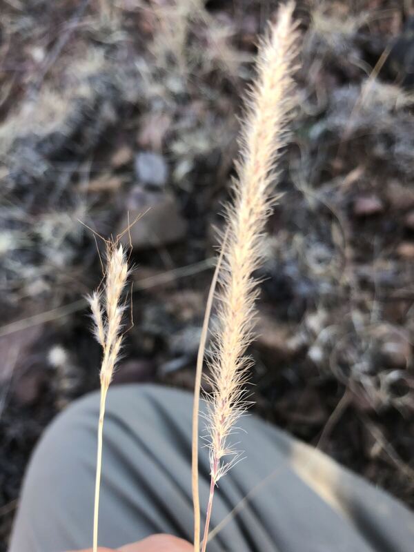 Desert / rangeland plant, Arizona fieldwork