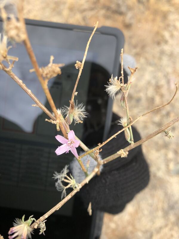 Desert / rangeland plant, Arizona fieldwork