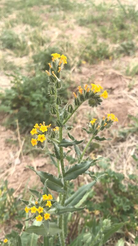 Desert / rangeland plant, Arizona fieldwork