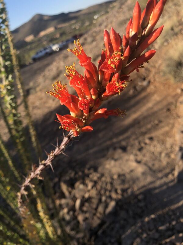 Desert / rangeland plant, Arizona fieldwork