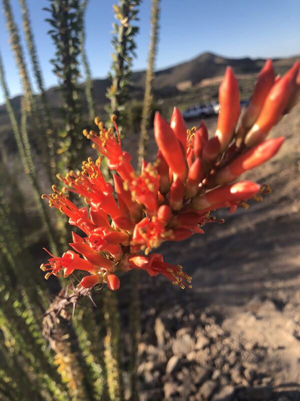 Desert / rangeland plant, Arizona fieldwork