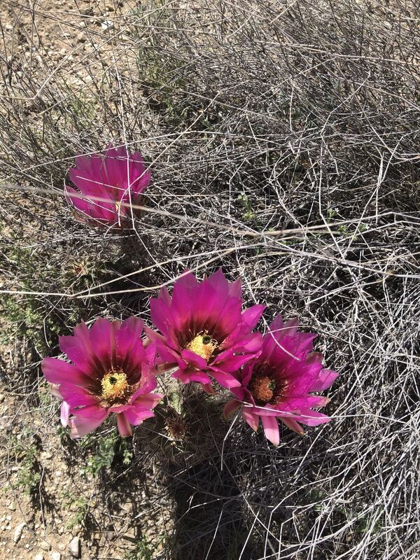 Desert / rangeland plant, Arizona fieldwork