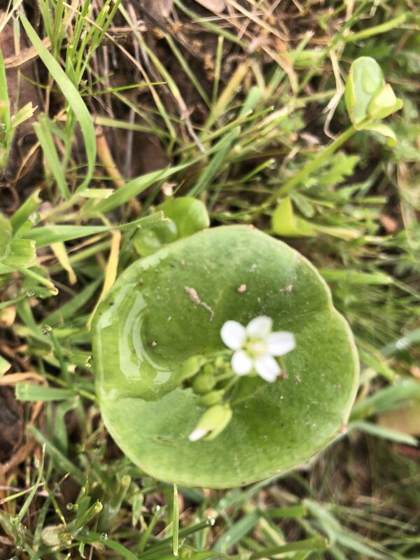 Desert / rangeland plant, Arizona fieldwork