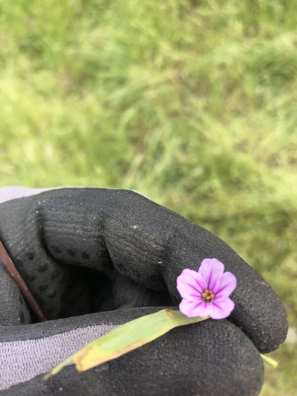 Desert / rangeland plant, Arizona fieldwork