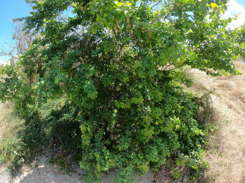 Desert / rangeland plant, Arizona fieldwork