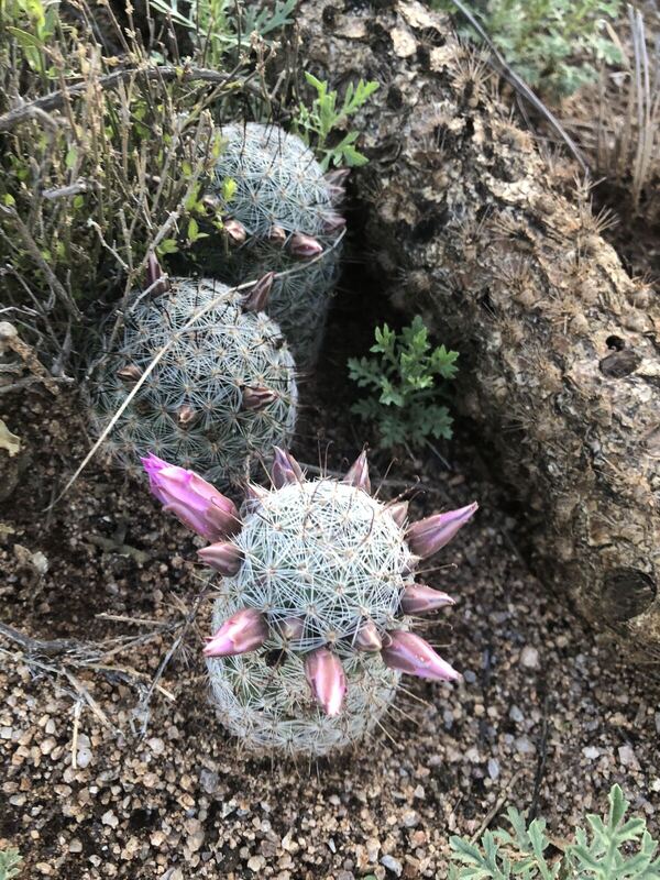 Desert / rangeland plant, Arizona fieldwork