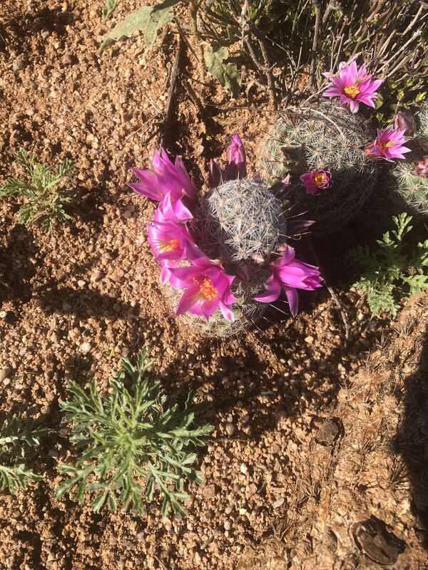 Desert / rangeland plant, Arizona fieldwork