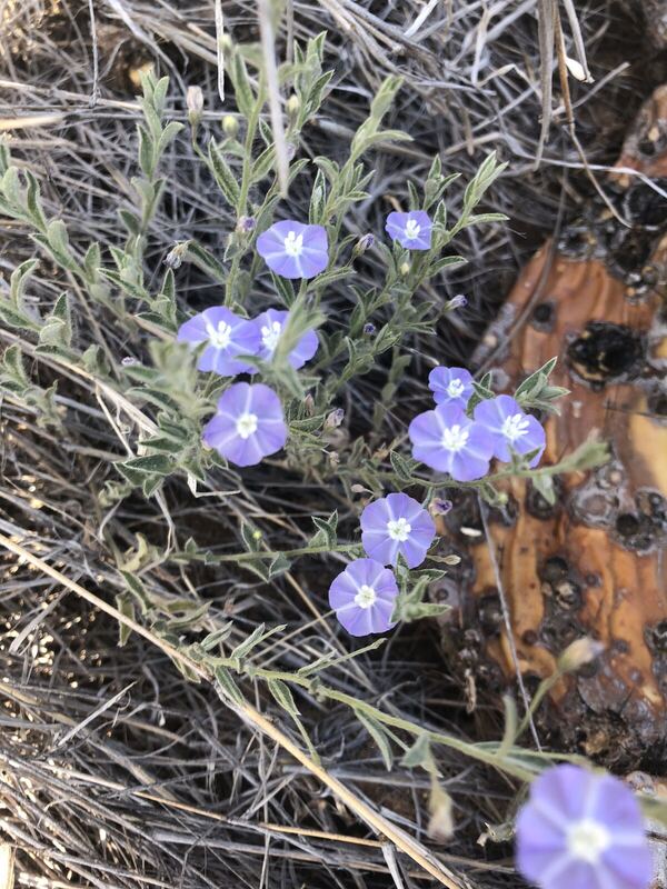 Desert / rangeland plant, Arizona fieldwork