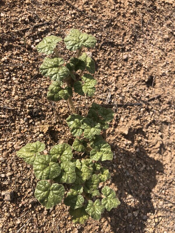 Desert / rangeland plant, Arizona fieldwork