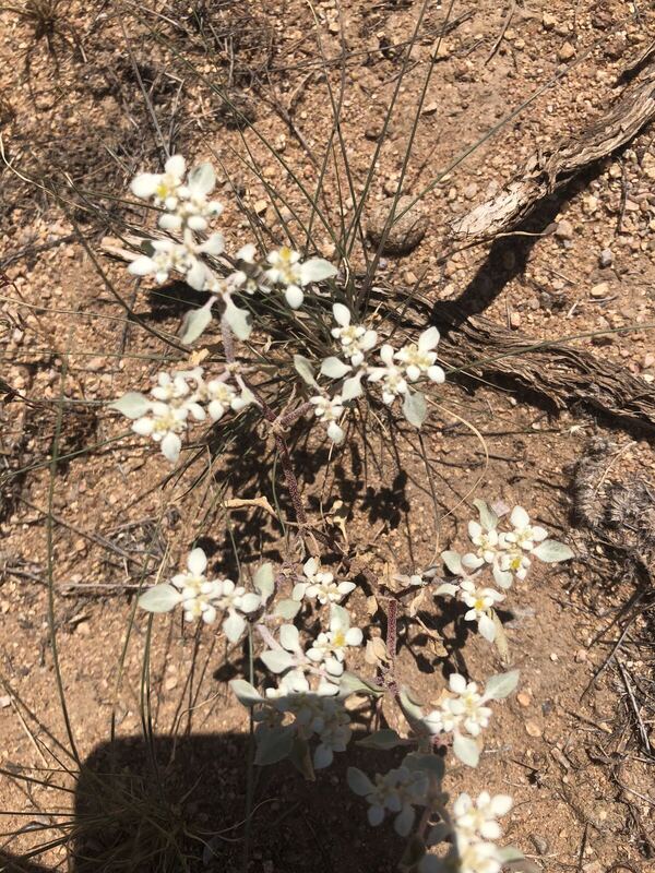Desert / rangeland plant, Arizona fieldwork