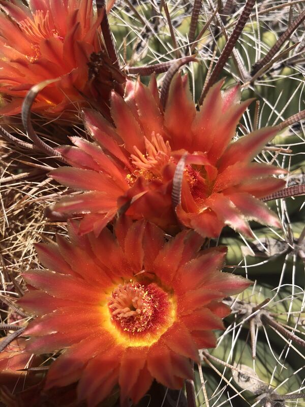 Desert / rangeland plant, Arizona fieldwork