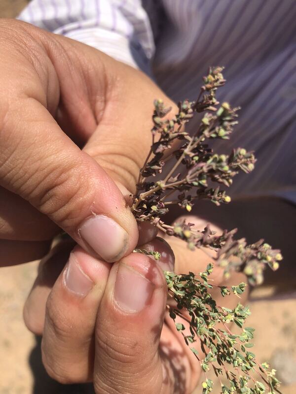 Desert / rangeland plant, Arizona fieldwork