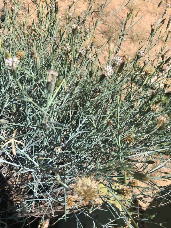 Desert / rangeland plant, Arizona fieldwork